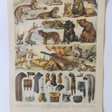 Gravure originale • Animaux à fourrures (2) • Affiche ancienne et vintage de 1909