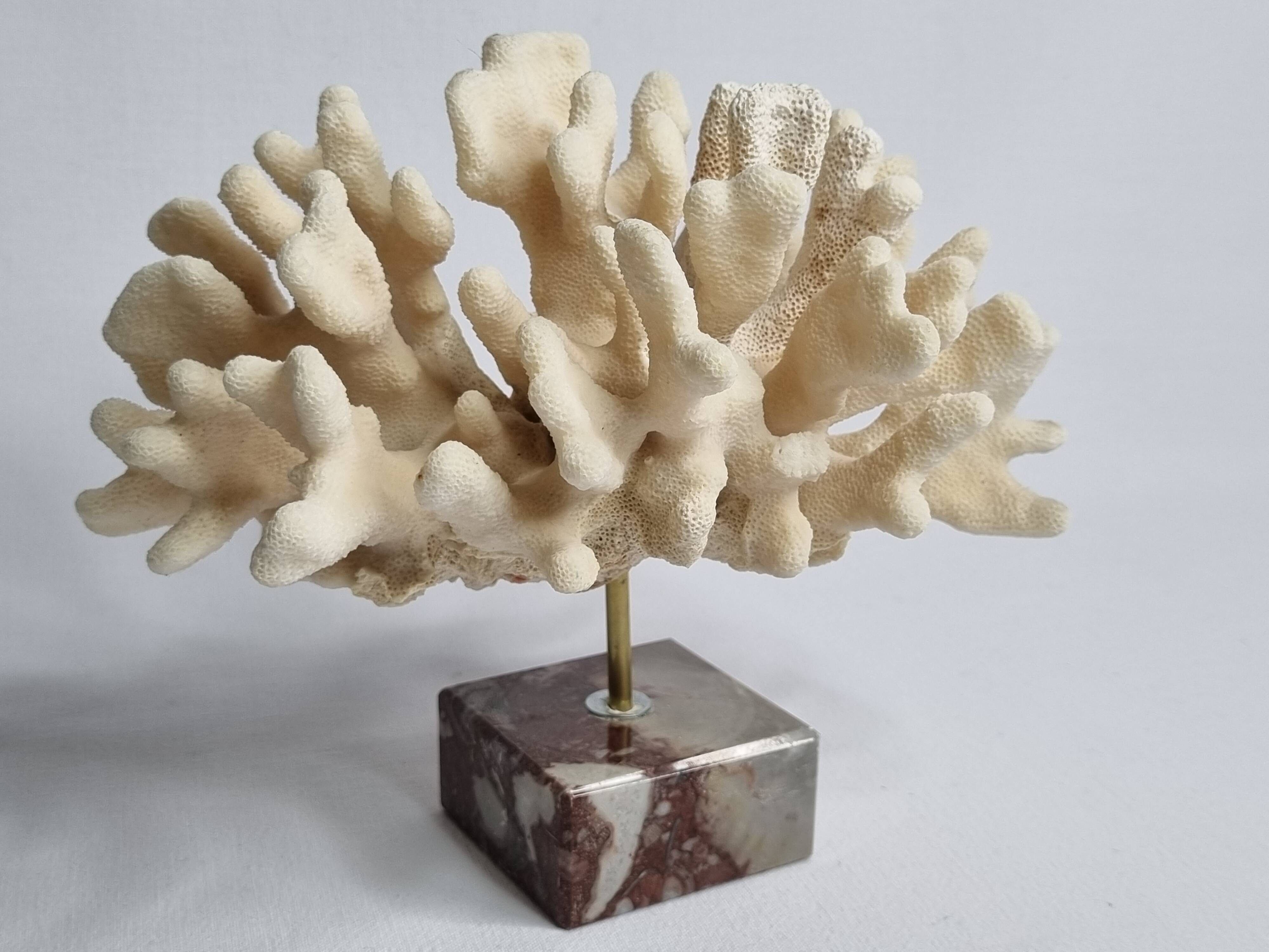 Antique White Coral on Marble Base, Height 18 cm