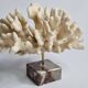 Antique White Coral on Marble Base, Height 18 cm