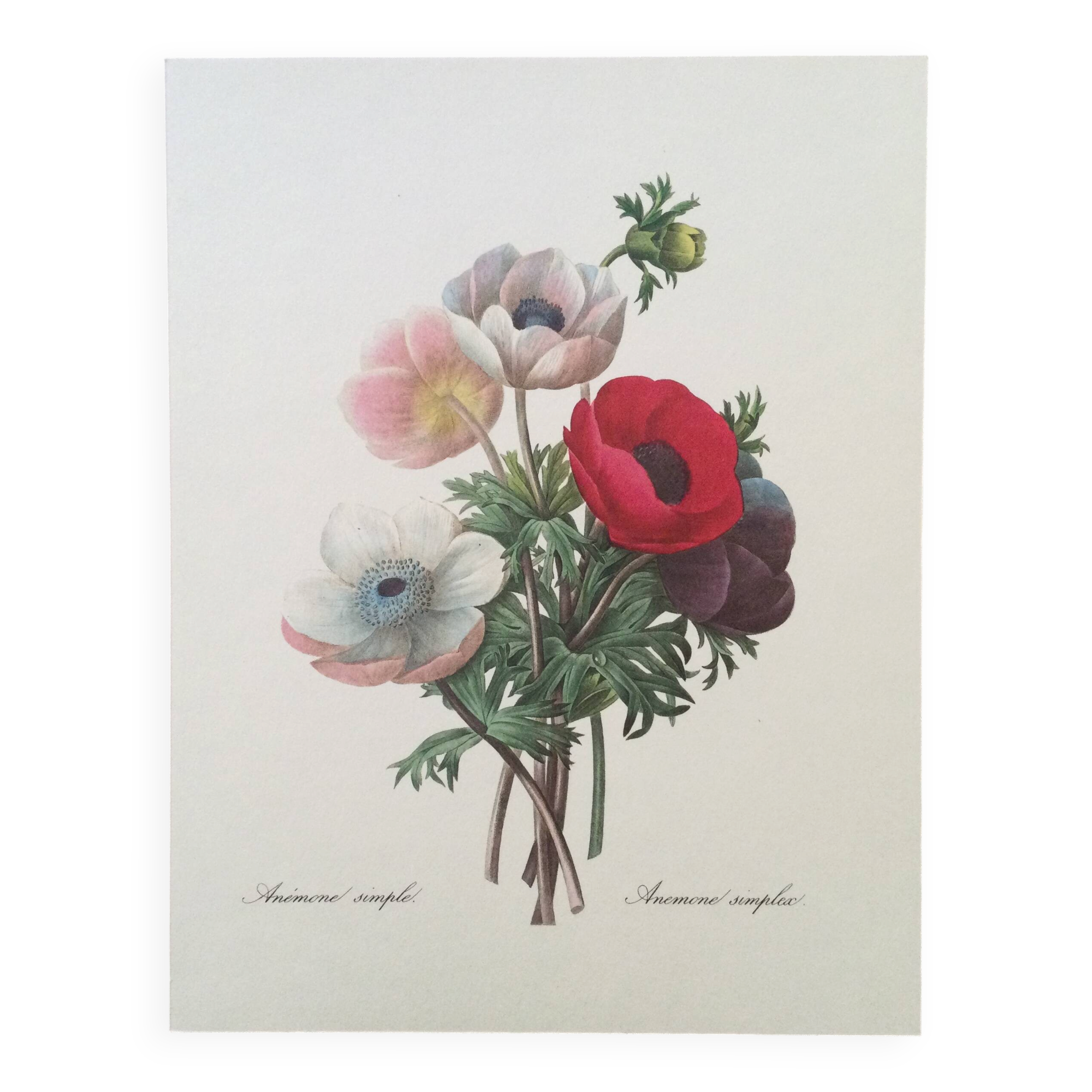 Botanical illustration Anemone Flower Vintage print from the 60s