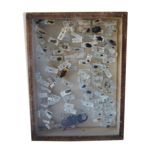 Vitrine d'insectes naturalisés