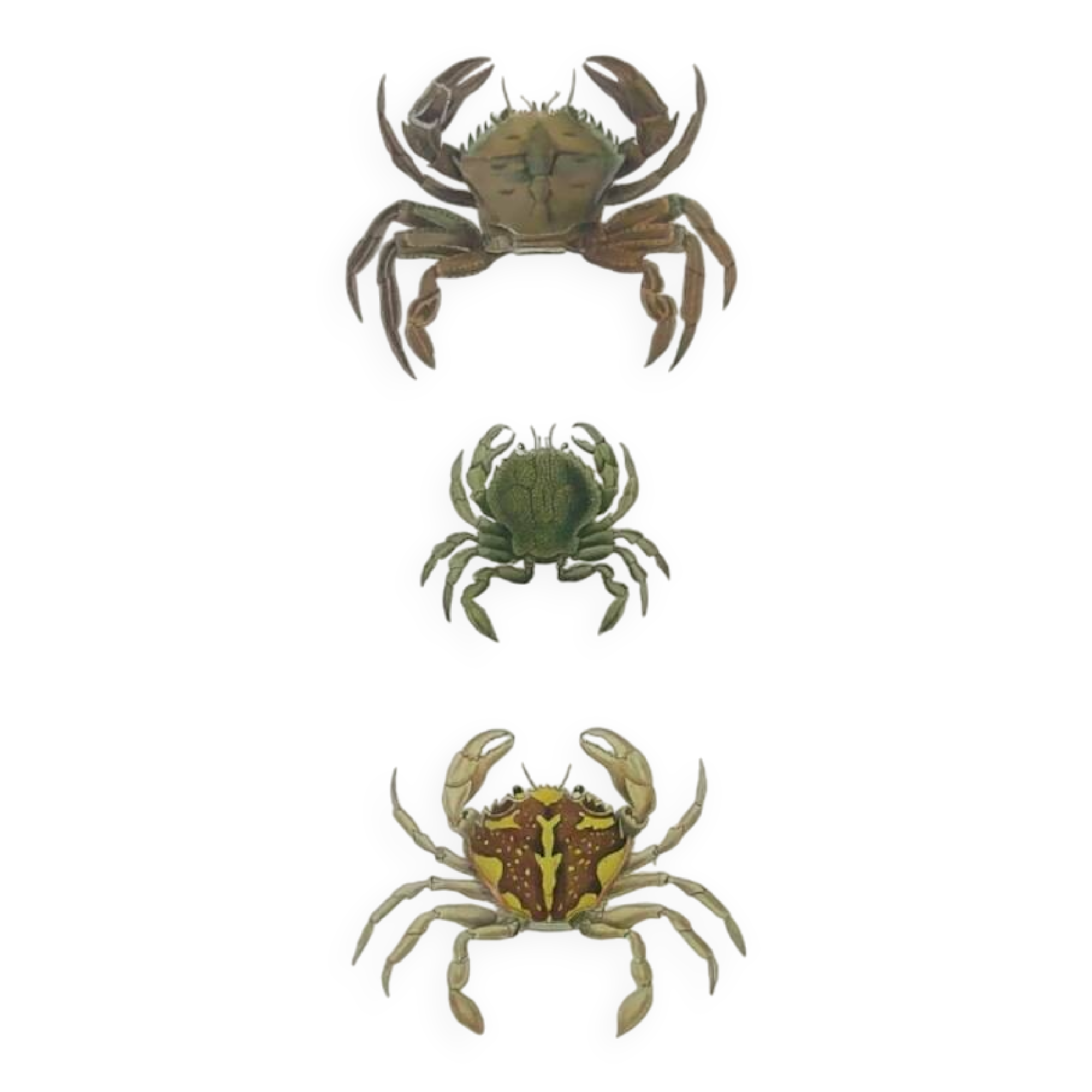 Antique engravings from 1839 - Portune crabs - Hand-colored plate