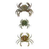 Gravures ancienne de 1839 -Crabes Portunes- Planche coloriée à la main