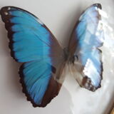 Papillon naturalisé morpho encadré dans un cadre ovale bombé en bois doré