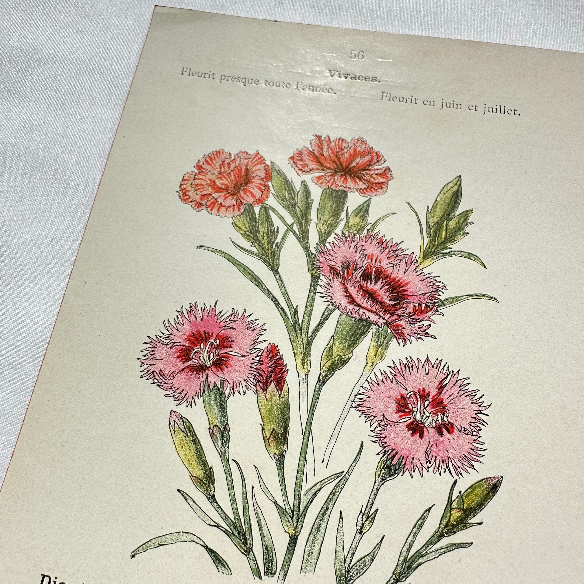 Botanical engraving naturalist work 1800 scientific publication