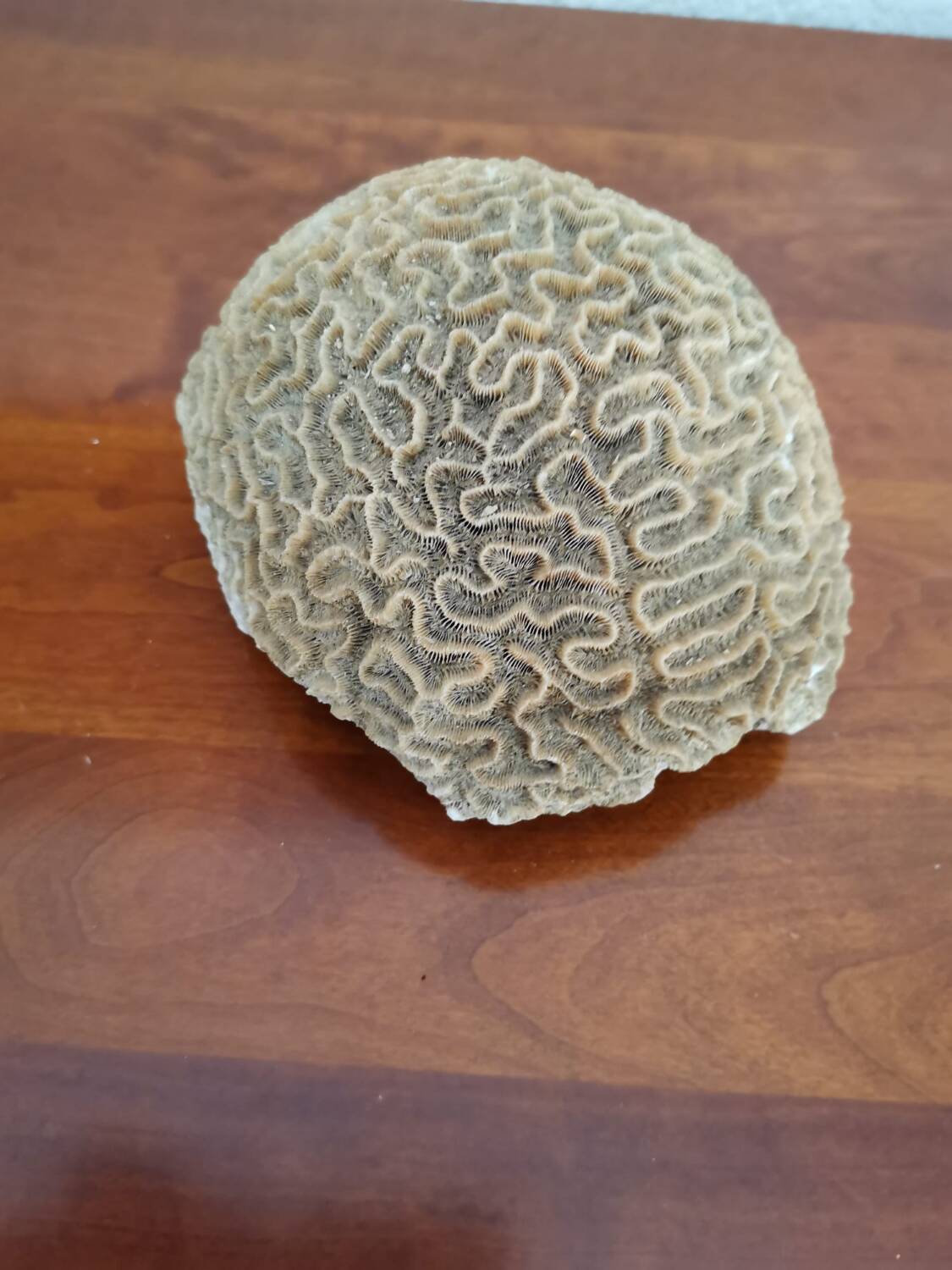 Brain coral