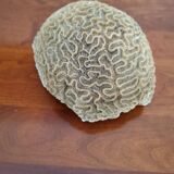 Brain coral