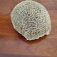 Corail cerveau