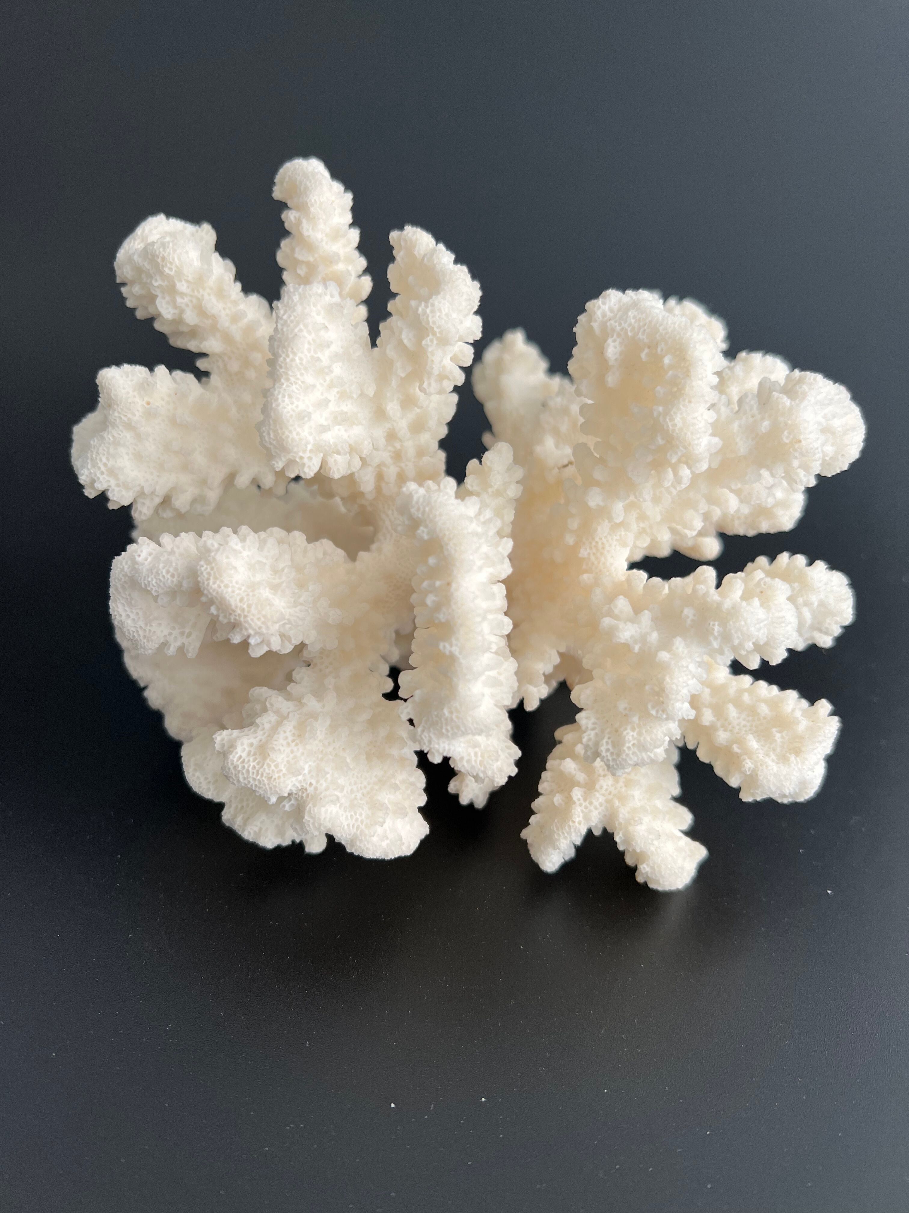 White coral vintage cabinet of curiosity