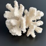 White coral vintage cabinet of curiosity