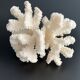 White coral vintage cabinet of curiosity