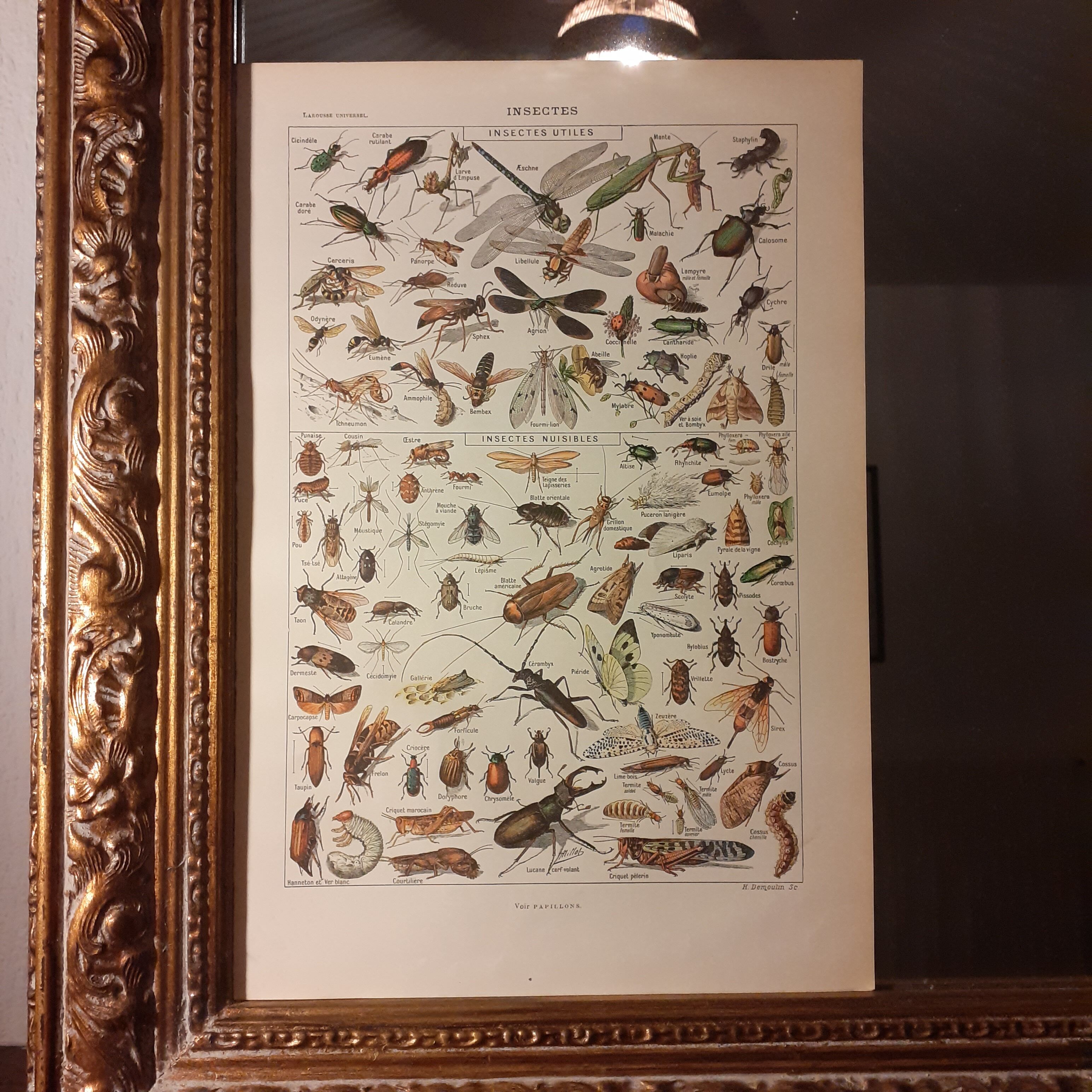 Lithographie sur les insectes de 1922
