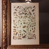 Lithographie sur les insectes de 1922