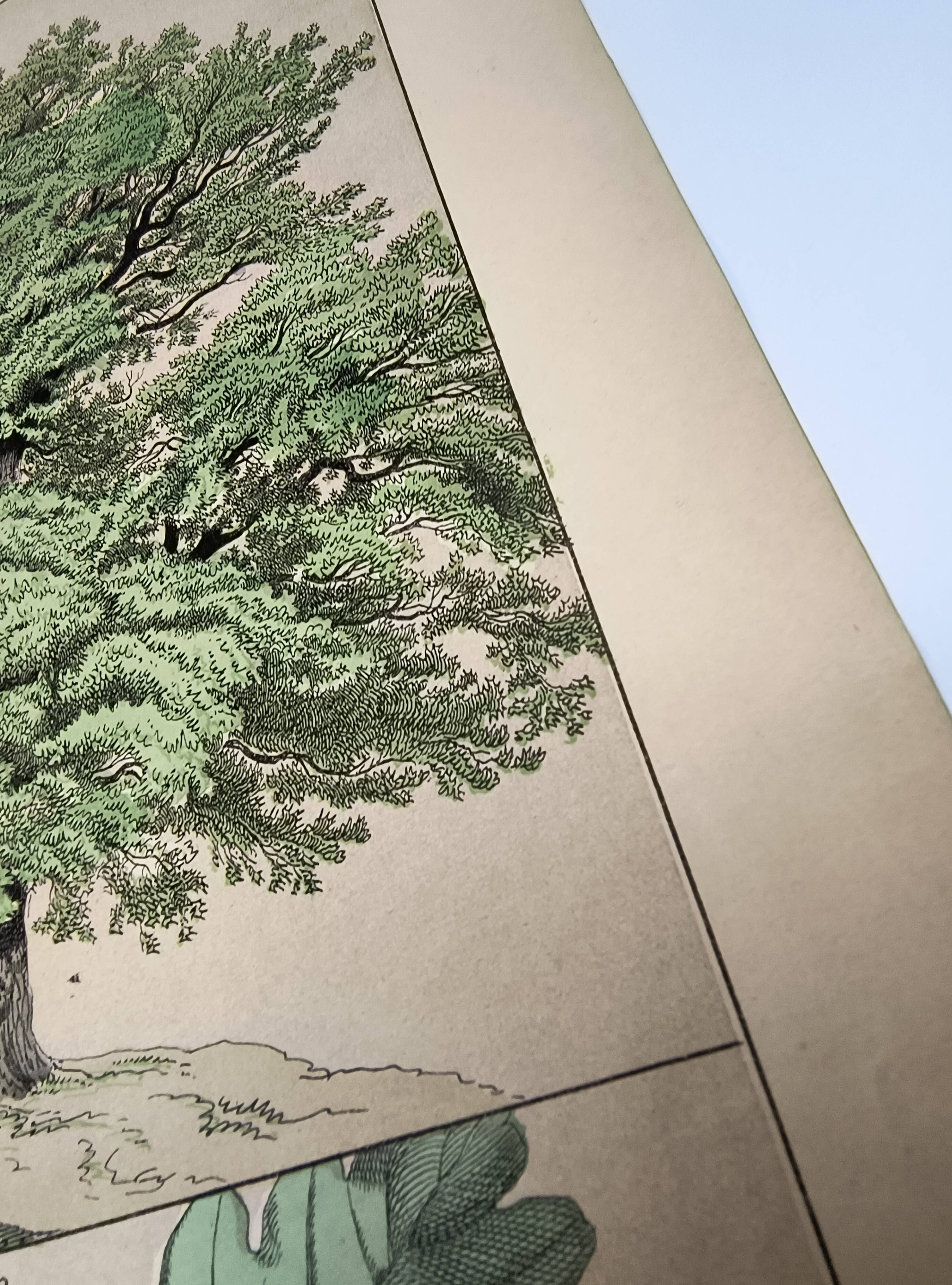 Gravure botanique 1870. Hêtre et Chêne. Planche arbre Vintage