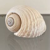Coquillage de mer Tonna Galea vintage