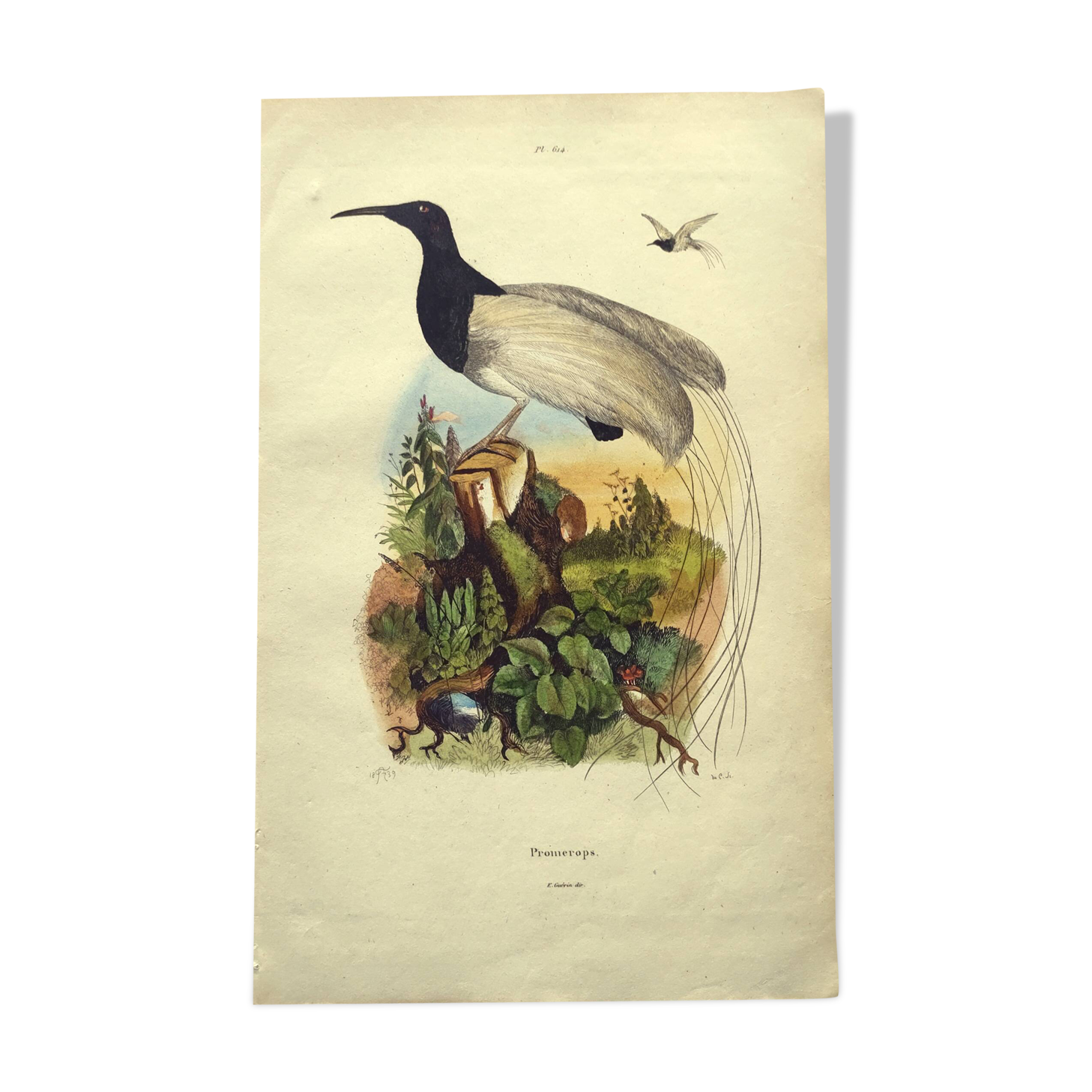 Antique engraving from 1839 -Promerops bird- hand-colored, by DuCasse
