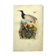 Gravure ancienne de 1839 -Oiseau Promerops- coloriée à la main, de DuCasse
