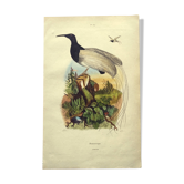 Gravure ancienne de 1839 -Oiseau Promerops- coloriée à la main, de DuCasse