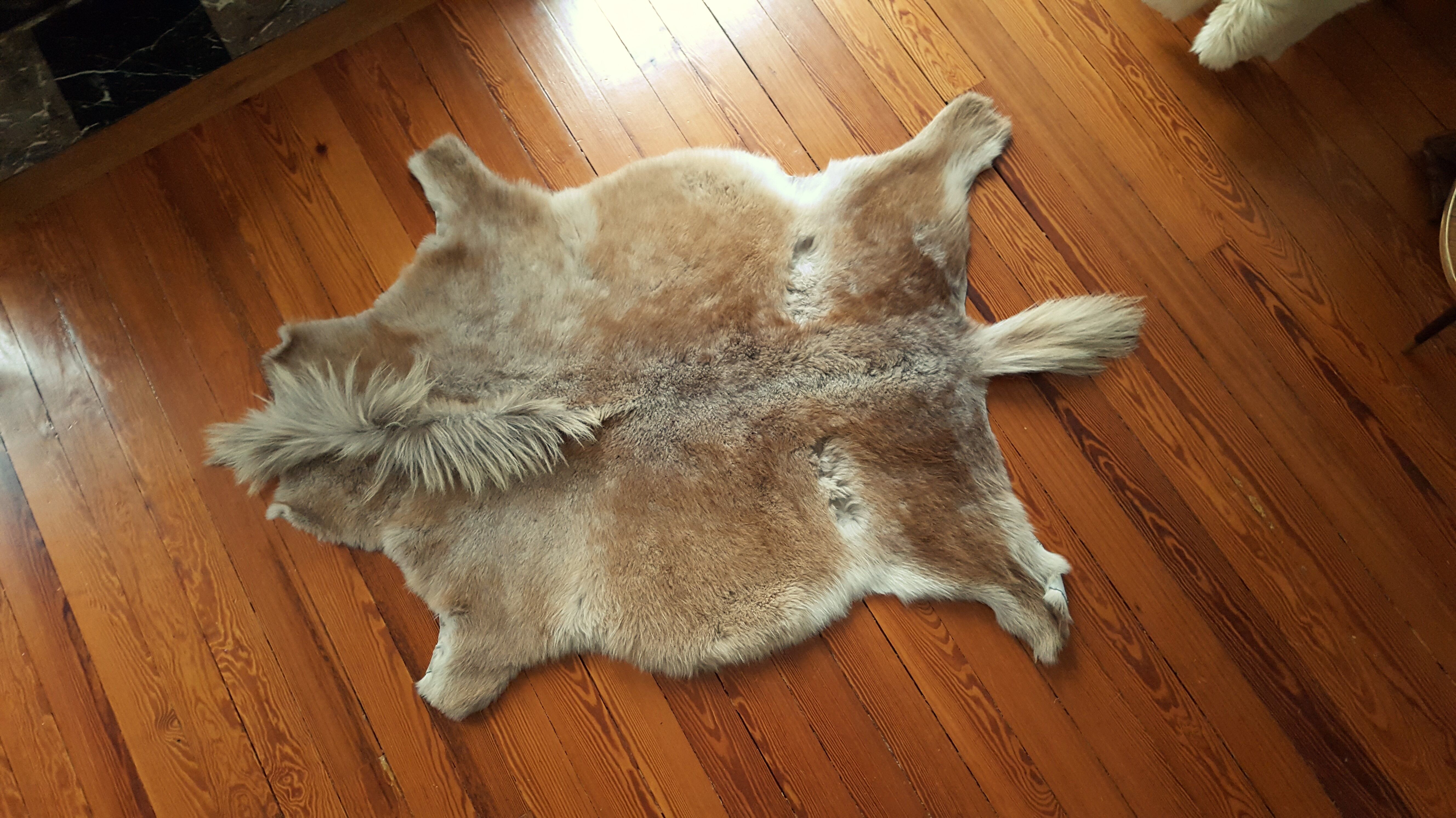 Real Sheitland pony skin