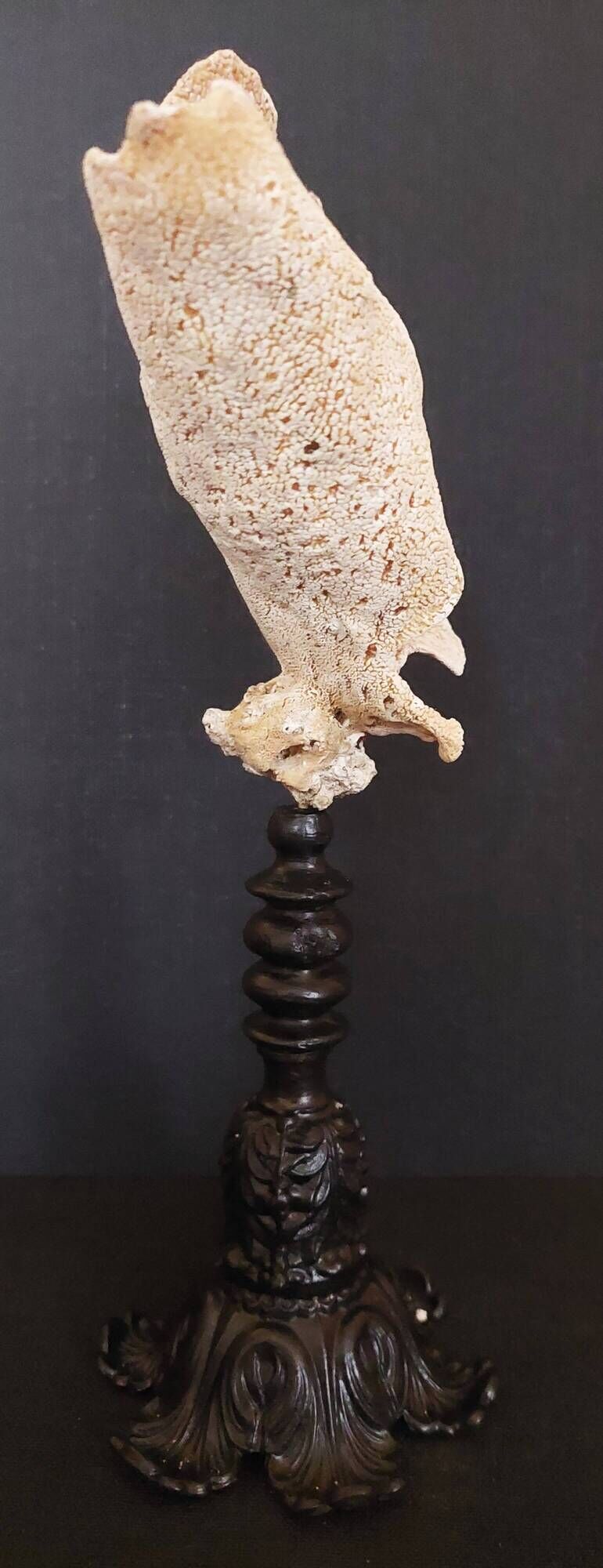 Cabinet of Curiosities sponge carteriospongia foliascens on base