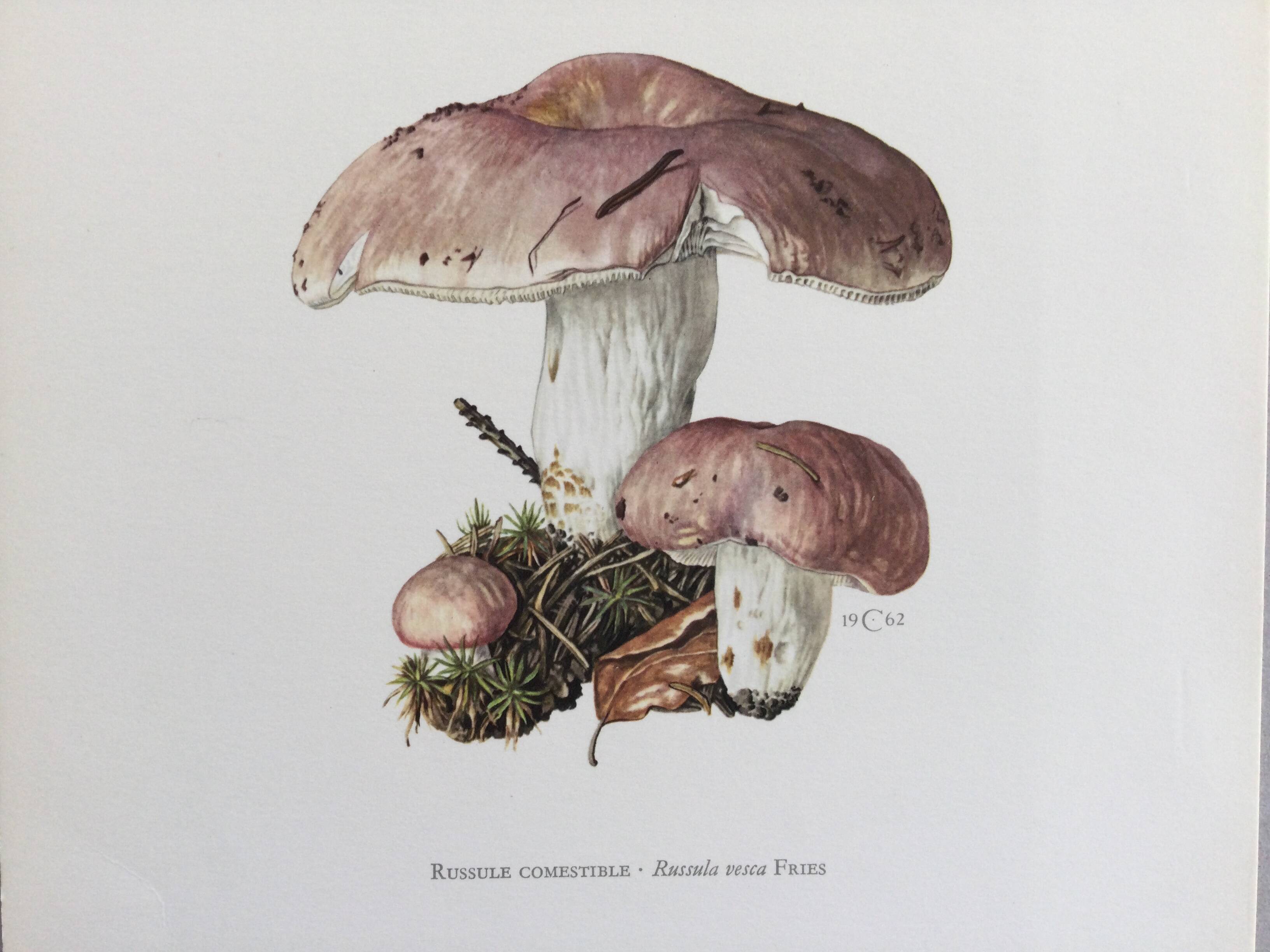 Botanical Illustration Mushrooms Russula Vintage Print 60s