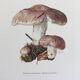 Botanical Illustration Mushrooms Russula Vintage Print 60s
