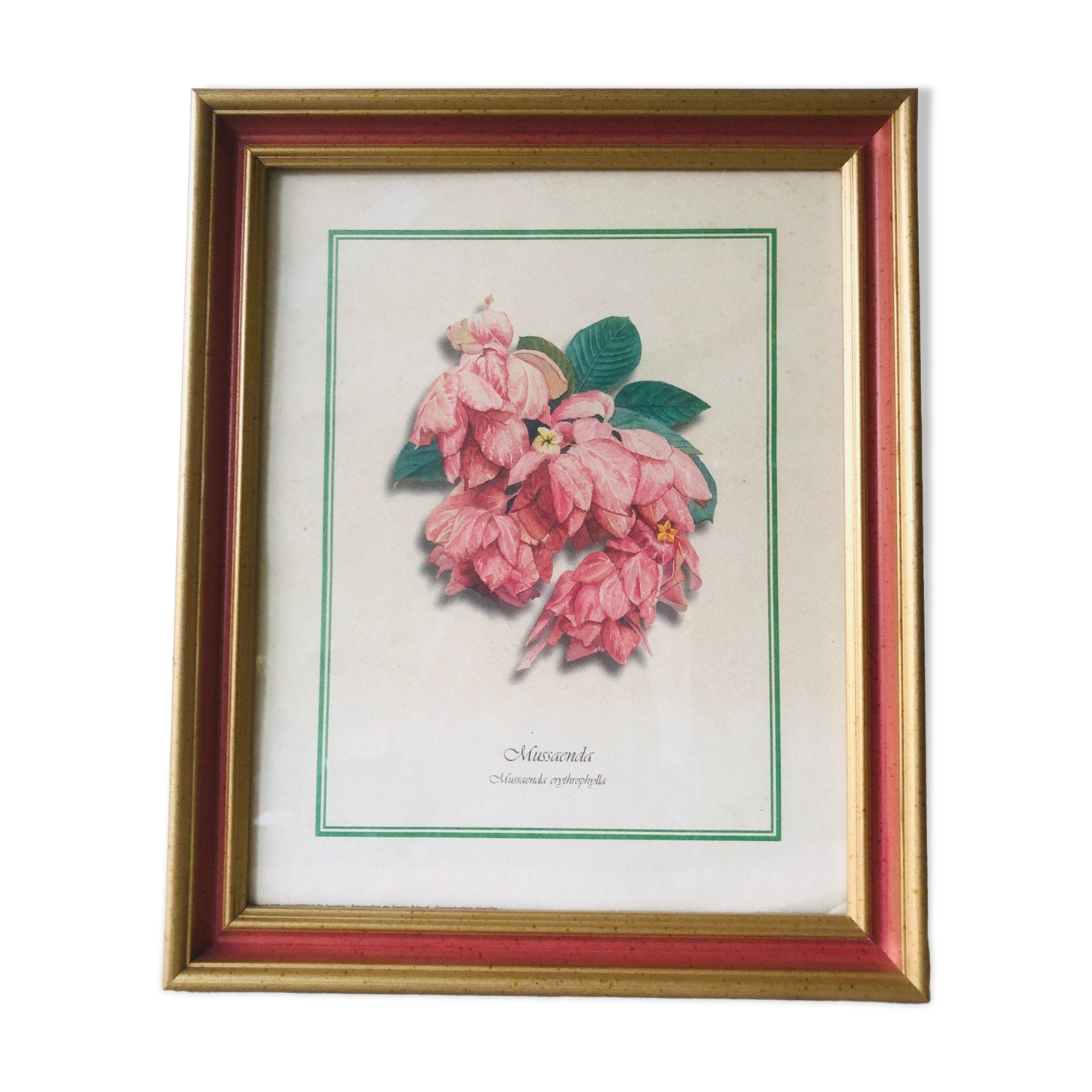 Framed botanical poster