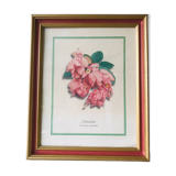 Framed botanical poster