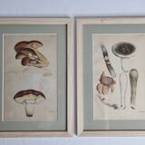 Two old engravings of watercolor mushrooms nineteenth century after G. Bernard