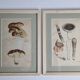Two old engravings of watercolor mushrooms nineteenth century after G. Bernard