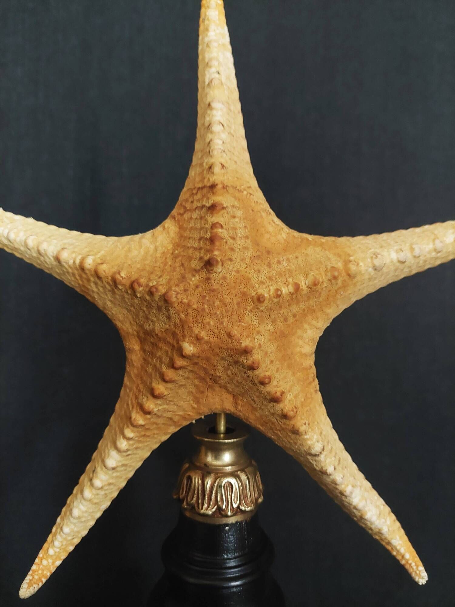 Cabinet of Curiosities starfish poraster superbus on base
