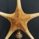 Cabinet of Curiosities starfish poraster superbus on base