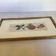 Pink rose flowers frame