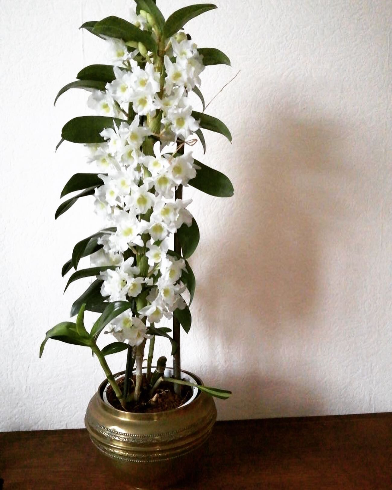 Cache pot art nouveau