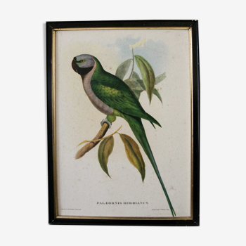 Lithograph Parrot John Gould "Palaeornis Derbianus"