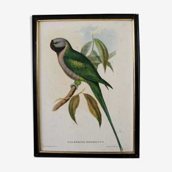Lithographie Perroquet John Gould "Palaeornis Derbianus"