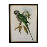 Lithographie Perroquet John Gould "Palaeornis Derbianus"