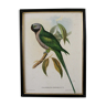 Lithograph Parrot John Gould "Palaeornis Derbianus"