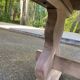 Renovated monastery dining table in ash, 180cm.