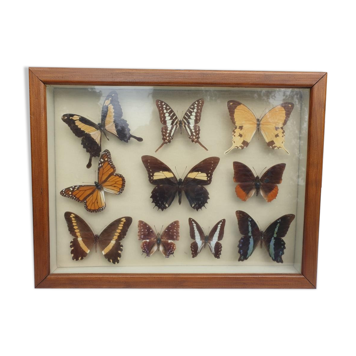 Showcase frame 10 world butterflies naturalized vintage 1970's