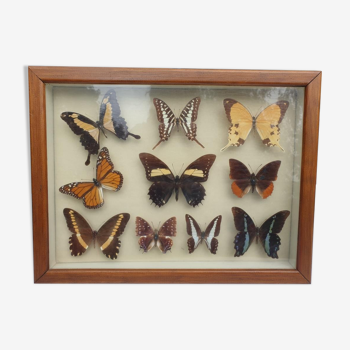 Cadre vitrine 10 papillons du monde naturalisés vintage 1970's
