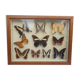 Showcase frame 10 world butterflies naturalized vintage 1970's