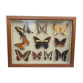 Cadre vitrine 10 papillons du monde naturalisés vintage 1970's