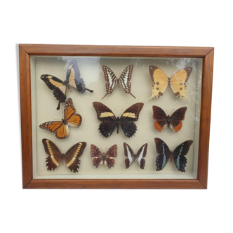 Showcase frame 10 world butterflies naturalized vintage 1970's