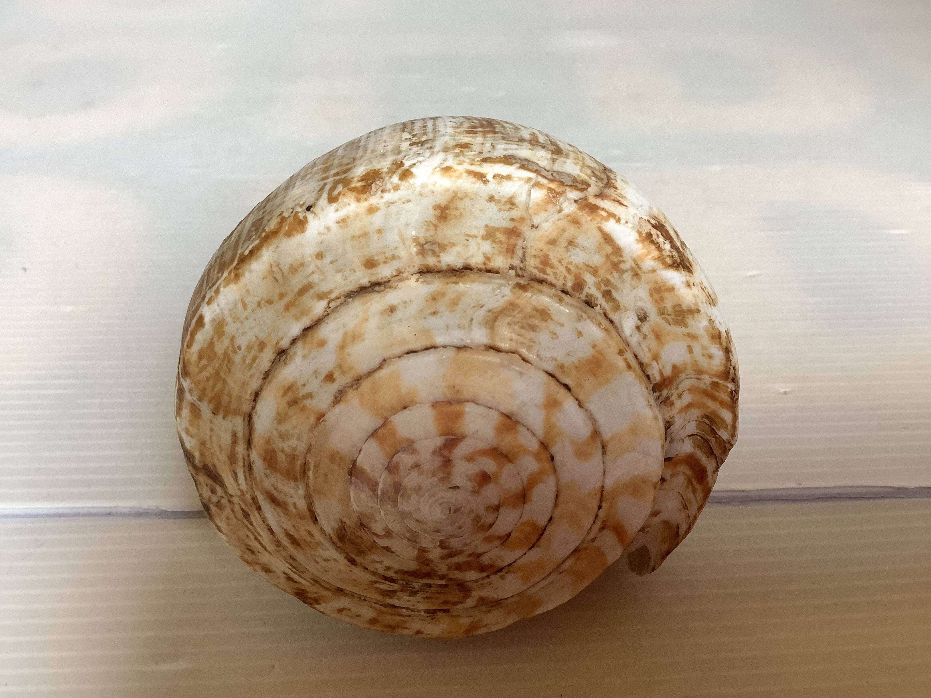 Large cone shell conus