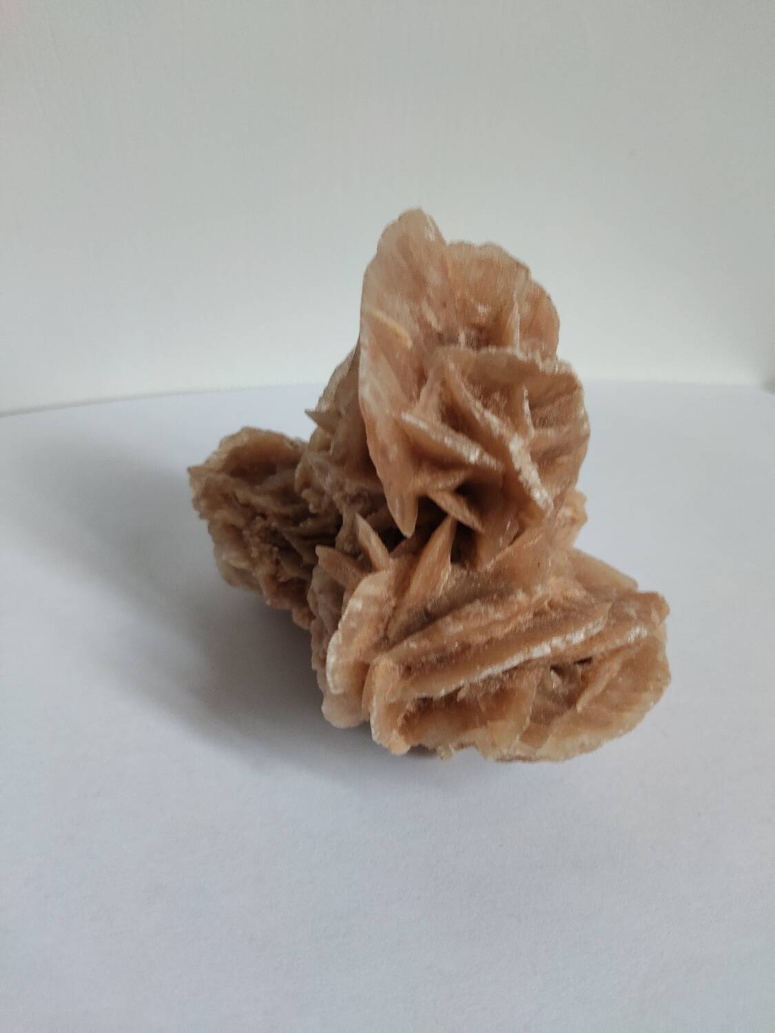 Rose des sables et coquillages marins
