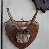 Set of 5 trophies horns