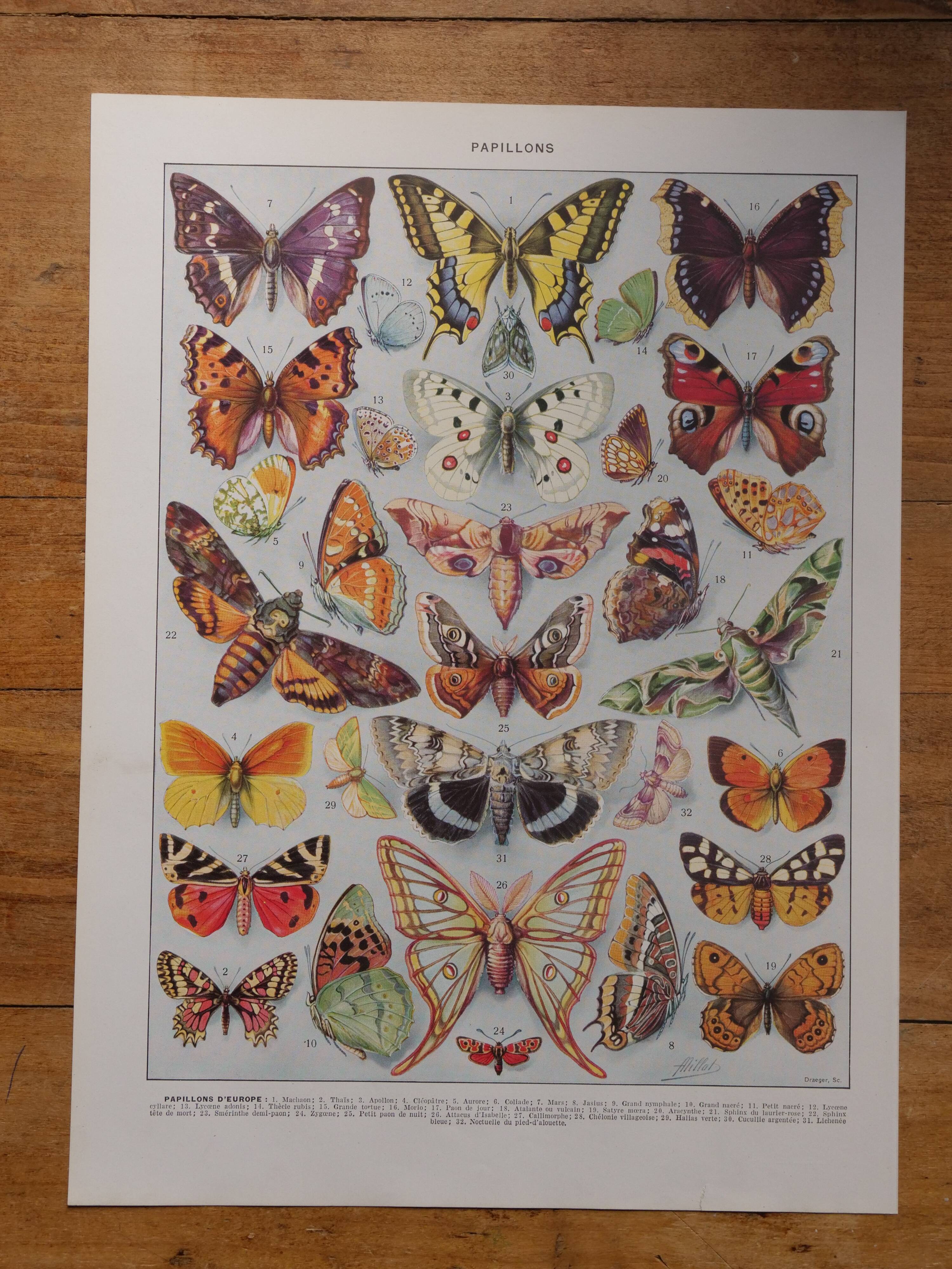 Original lithographs on butterflies