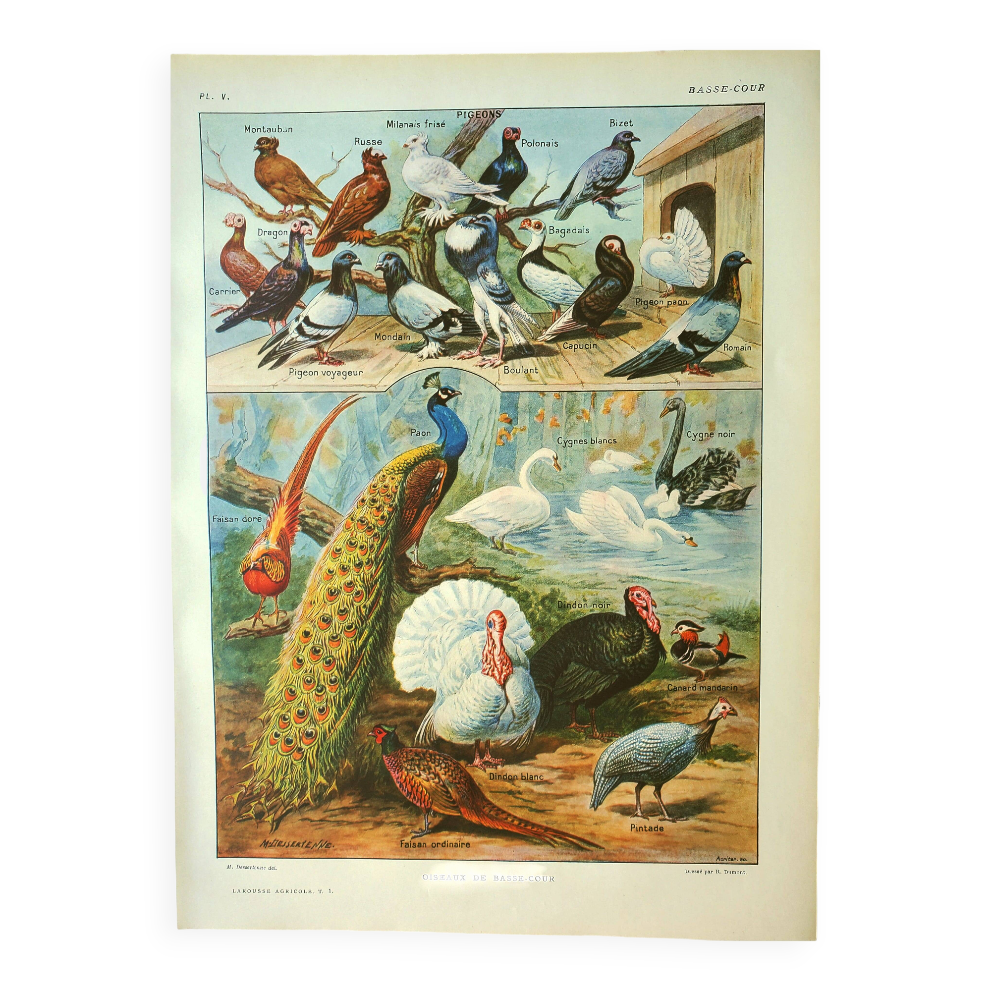 Old lithograph 1921. Dessertenne - Farmyard animals 2 - engraving