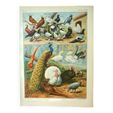 Old lithograph 1921. Dessertenne - Farmyard animals 2 - engraving